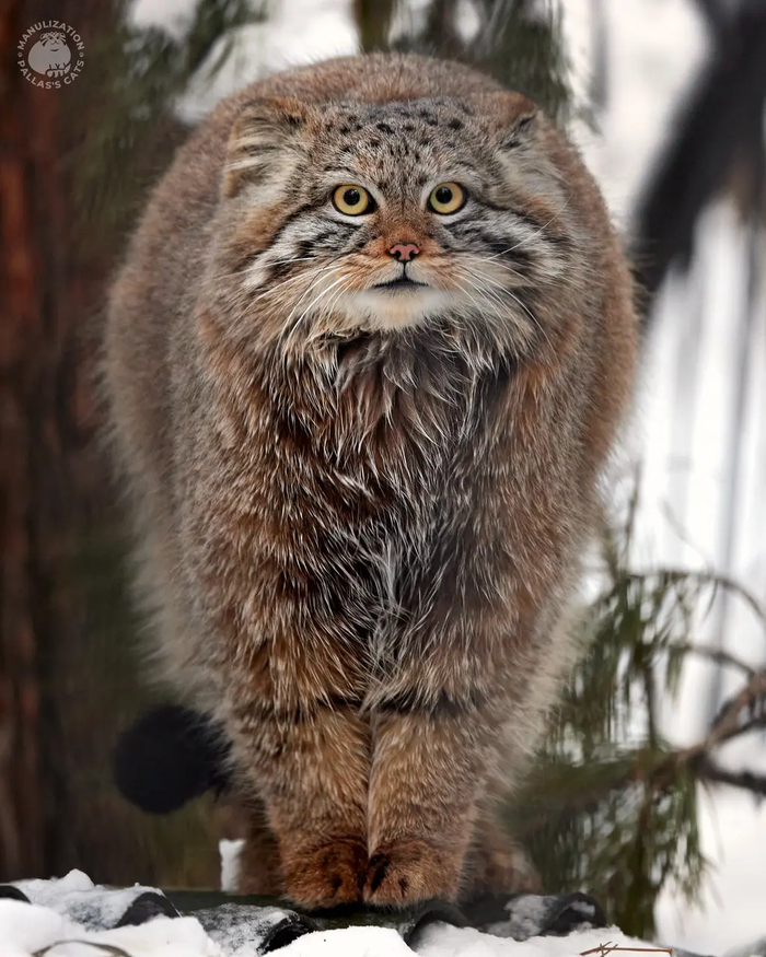 Авторы фото Виктория и Роман Пауловы. <a href="https://pikabu.ru/story/s_dnyom_rozhdeniya_evyata_12665091?u=https%3A%2F%2Fmanulization.ru%2Fmanuls%2Fson-of-eve-2023-v%2Fphotos%2FyOJbqyPEMN7WFWps&t=Manulization.ru&h=00efe7e622ff48eca04fc933898cc927d8ba9616" title="https://manulization.ru/manuls/son-of-eve-2023-v/photos/yOJbqyPEMN7WFWps" target="_blank" rel="nofollow noopener">Manulization.ru</a>