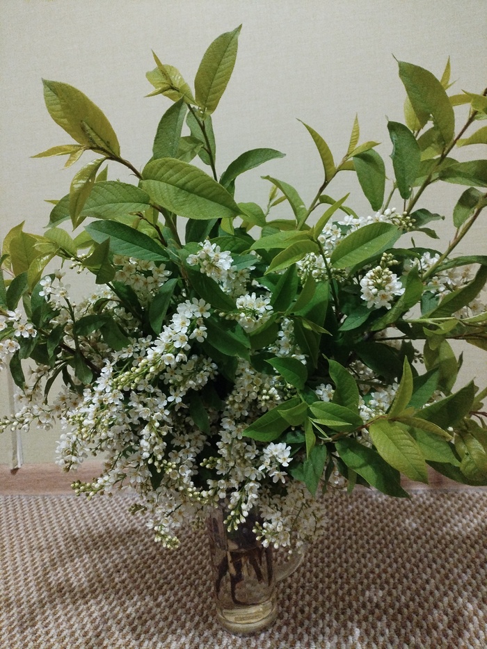 Черемуха цветёт.