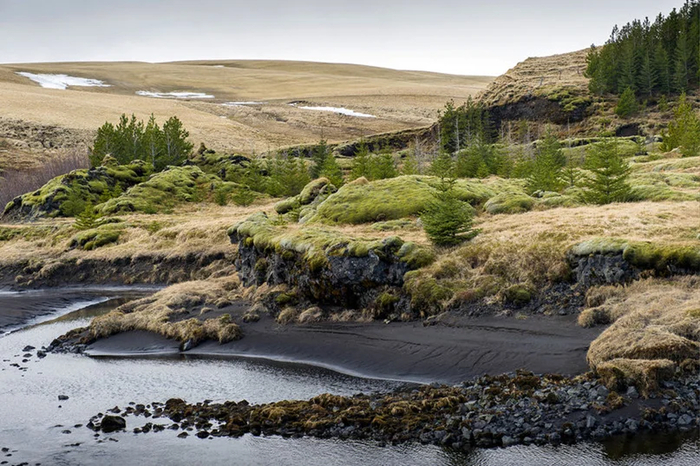 Леса в Исландии – это достопримечательность