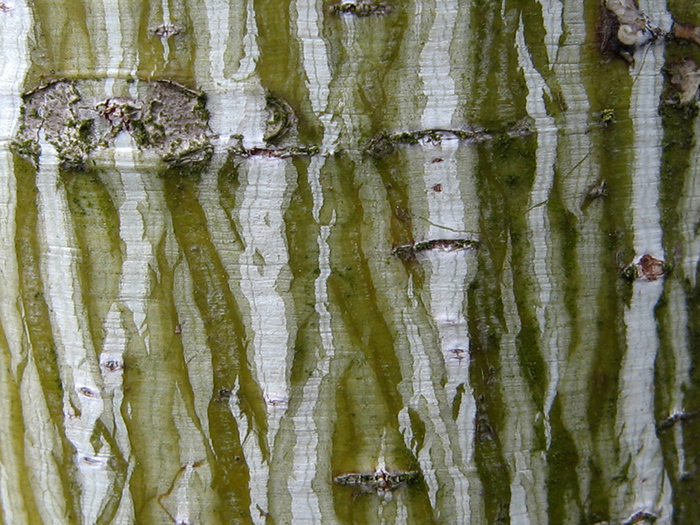    .  .    <!--noindex--><a href="https://pikabu.ru/story/klen_zelenokoryiy_12699848?u=http%3A%2F%2Fplantarium.ru&t=plantarium.ru&h=a99e55320aea562513d8f75971d3e7338d0dbe18" title="http://plantarium.ru" target="_blank" rel="nofollow noopener">plantarium.ru</a><!--/noindex-->