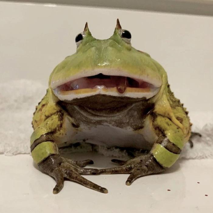 ,   ? It Is Wednesday My Dudes, , , , , 