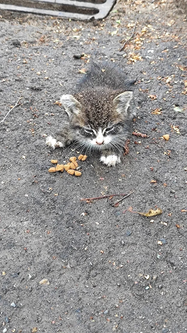     ,  , , , , 