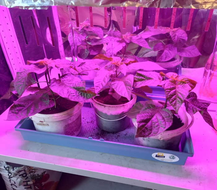 13 июля. Три кустика хорошо подросли, четвертый оказался дефектным, стоит на другой полке.