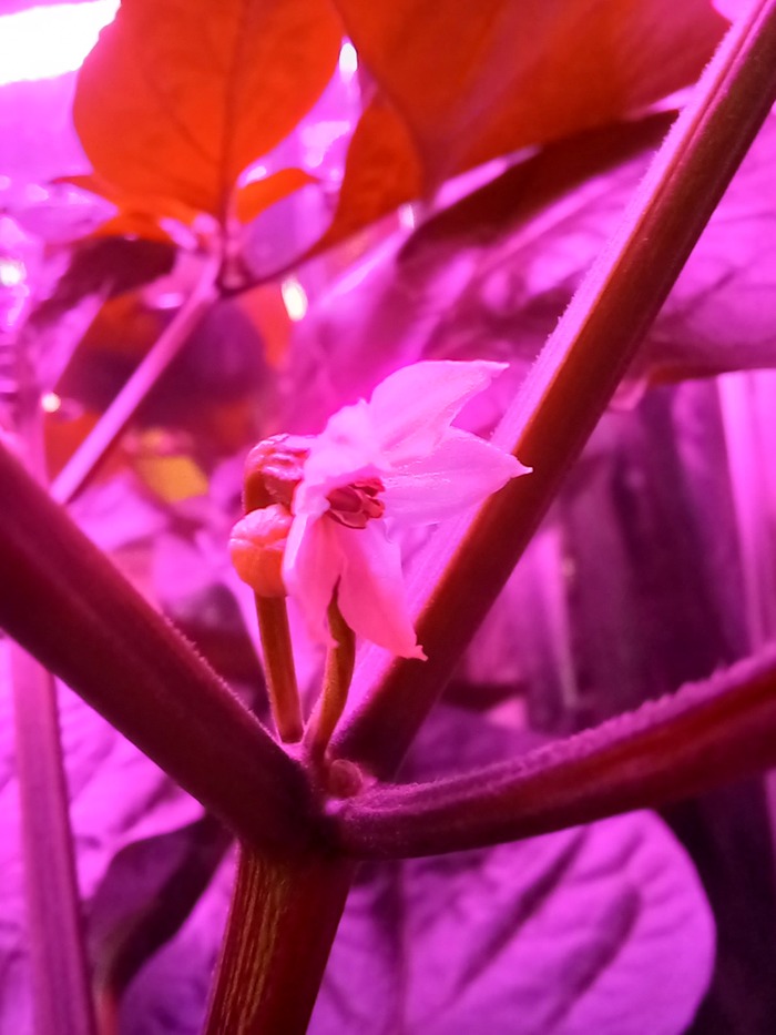 30-го июля появился первый цветочек.