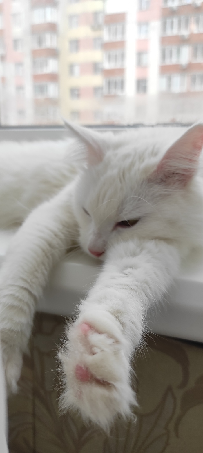 Просто кошка. Май. Дождь...