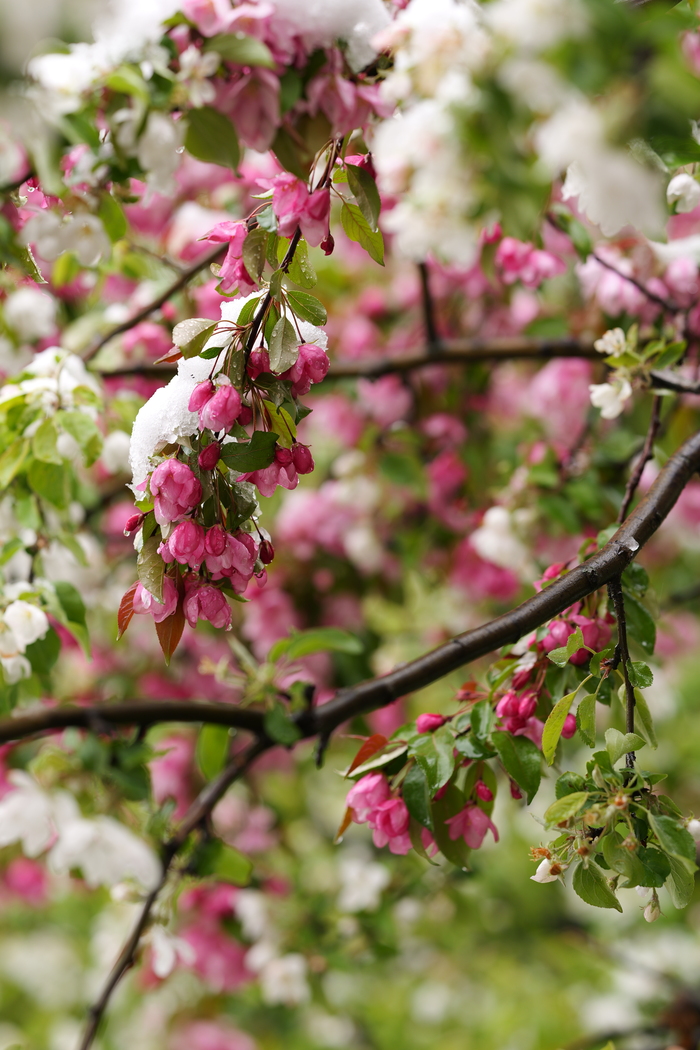    ,       ... , , , ,  , Panasonic Lumix, Sigma, 