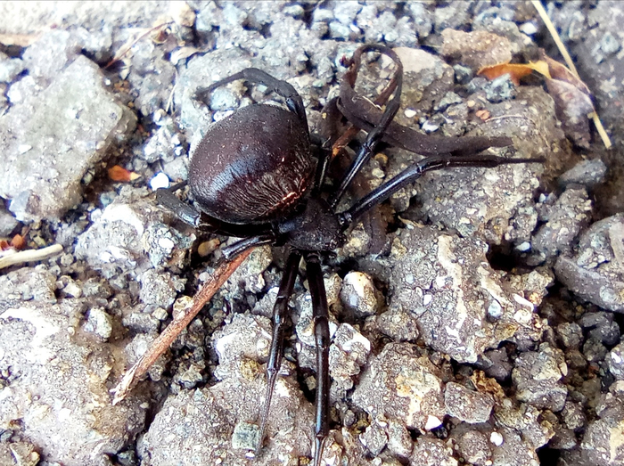 А это — нетипичная черная вдова. Чаще всего таких каракуртов встречают на территории Казахстана.