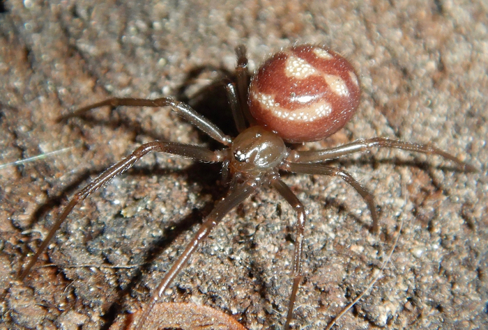 Нетипичная стеатода специально нарисовала на спине смайлик, чтобы все вокруг радовались! А её всё равно отовсюду гонят! Что за несправедливость!
