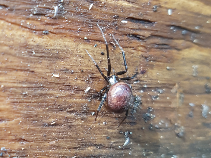 Так выглядит типичная стеатода.