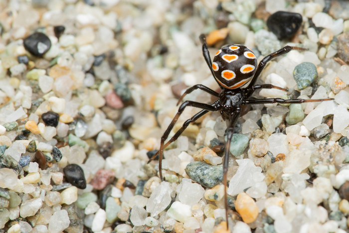 Фотосессия каракурта почти всегда происходит на открытой местности в чисто-поле.
