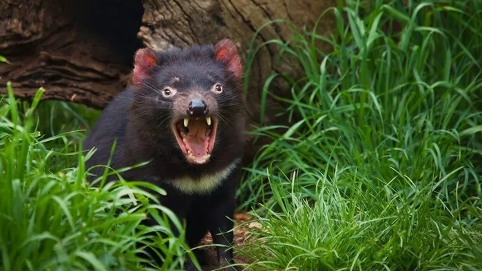 Тасманийский дьявол и выглядит не очень, и кричит страшно