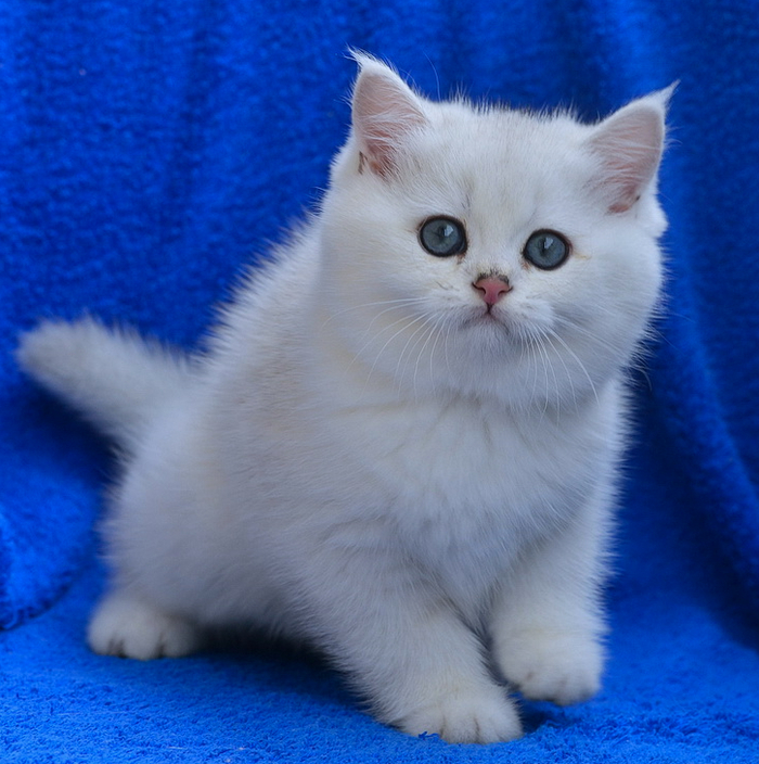 Кашемир - британский котик серебристая шиншилла