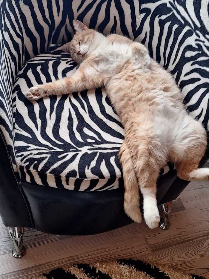 Наработался, отдыхает