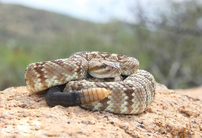 Ждет обнаглевших туристов