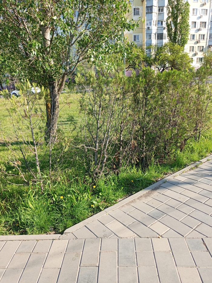 Вот эти вечно зеленые кустарники вдоль дорожки при большой поляне для выгула собак и дорожки в сторону стоматологии-аптеки, раньше ежегодно высаживались сотнями.