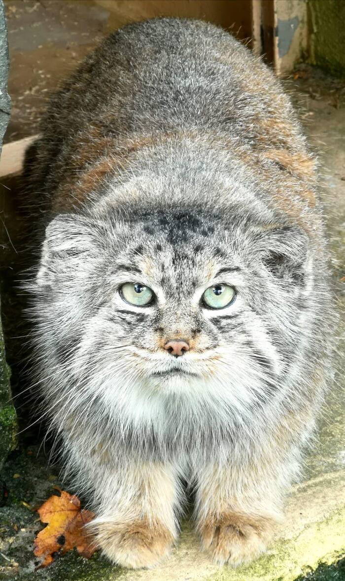      <a href="https://pikabu.ru/story/sherkhan_12685352?u=https%3A%2F%2Fwww.facebook.com%2Fstory.php%3Fstory_fbid%3D304639768166926%26id%3D304639768166926&t=Saarbr%26%23xFC%3Bcken%20Zoo%20Fb&h=89e6ed0ceef9d3aceedab3f41b7a61f539775274" title="https://www.facebook.com/story.php?story_fbid=304639768166926&id=304639768166926" target="_blank" rel="nofollow noopener">Saarbr&#xFC;cken Zoo Fb</a>