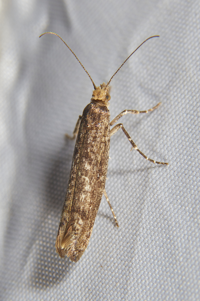 Ypsolopha ustella -   .      :)