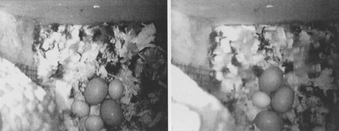    C. Artuso, 2007. Eastern Screech-Owl Hatches Wood Duck Eggs 