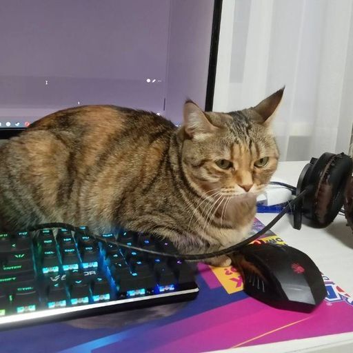 Тоже играть хочет