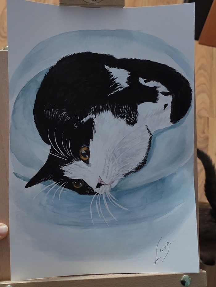 Котопортрет #63 Это не раковина, это капсула для межгалактических переговоров