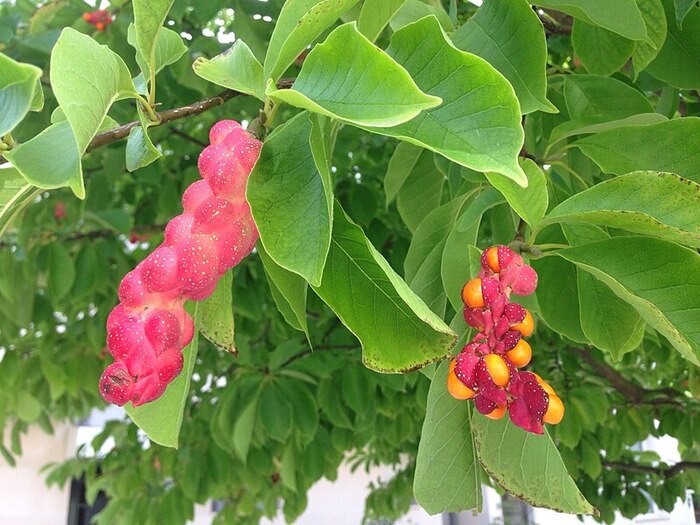 Плоды магнолии кобус (Magnolia cobus). Фото с сайта <!--noindex--><a href="https://pikabu.ru/story/plodyi_magnoliy_12714526?u=http%3A%2F%2Fwikipedia.org&t=wikipedia.org&h=069e34549d8605623376d6a956946f0dddfb7907" title="http://wikipedia.org" target="_blank" rel="nofollow noopener">wikipedia.org</a><!--/noindex-->