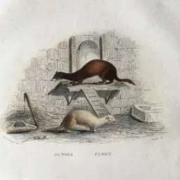 MustelaFrenata