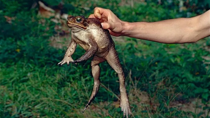 Австралийская жаба-ага