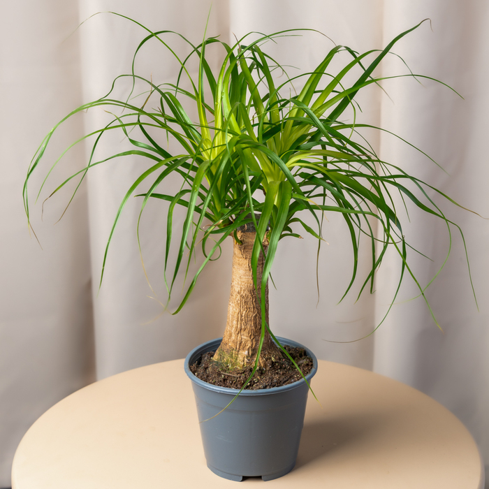 ��� ��-���� ������?