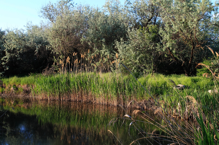 На заметку - то, что у моих ног, будет выглядеть красиво в середине лета)
