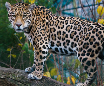 ����� ��������