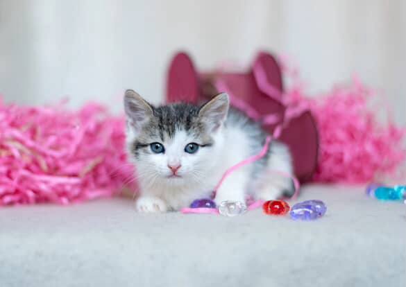 Очаровательные котята в поисках добрых хозяев!