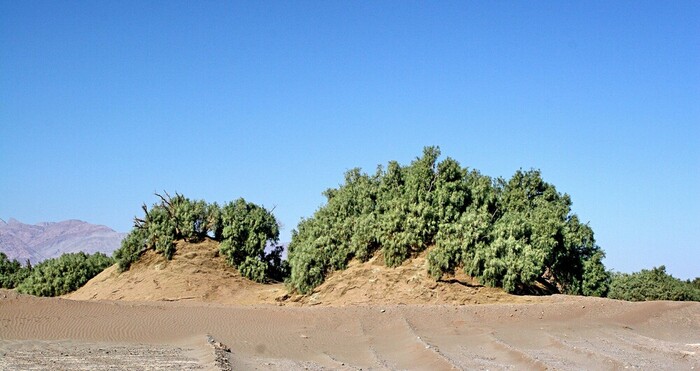 Небха. Фото: Alireza Amrikazemi