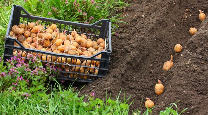 <!--noindex--><a href="https://pikabu.ru/story/rossiyan_obvinili_v_roste_tsen_na_kartofel_12696046?u=http%3A%2F%2FDepositphotos.com&t=Depositphotos.com&h=73c4c1a149288f439bf8dce8e485e64814b1ef11" title="http://Depositphotos.com" target="_blank" rel="nofollow noopener">Depositphotos.com</a><!--/noindex-->