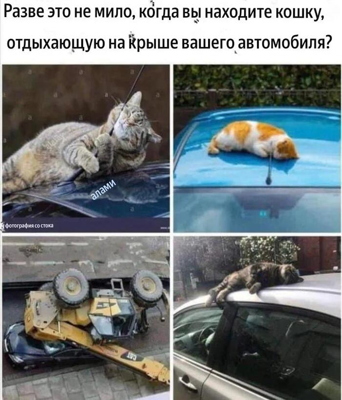 CAT.  , WTF, Telegram ()