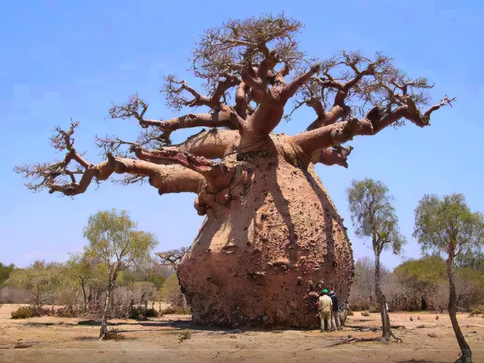 В сезон дождей баобаб способен раздуваться словно бочонок