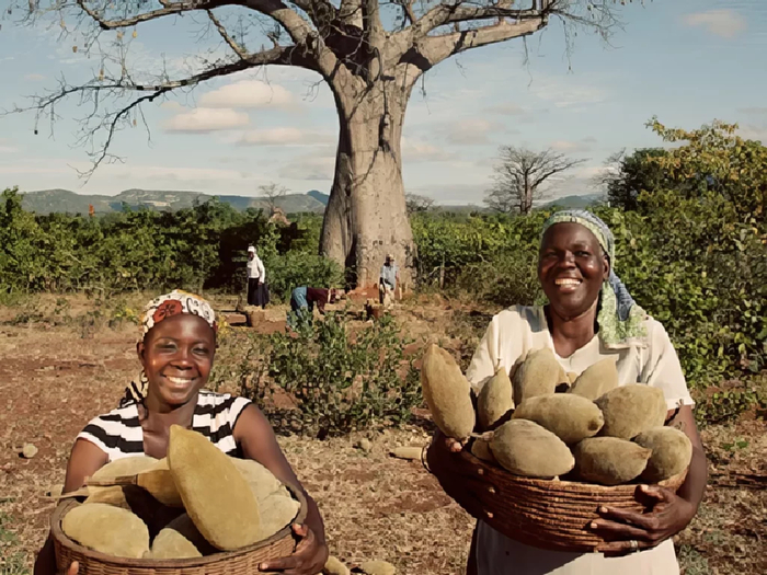 Плоды баобаба