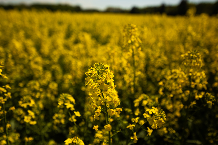     ,  . Canon 6D Canon, Canon 6d, ,  ,  , 