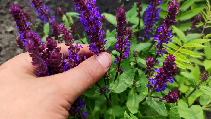 Salvia nemorosa - New Dimension Blue