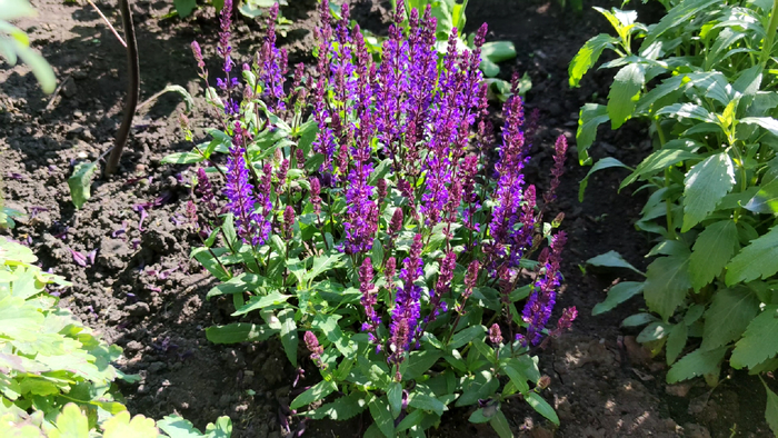 Salvia nemorosa - New Dimension Blue