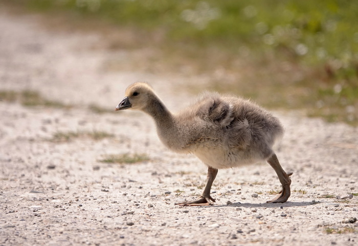 Отважно переходил дорогу в одиночестве в то время как его семеро братьев и сестер переходили под строгим взглядом мамаши.