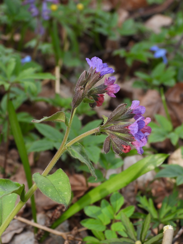   (Pulmonaria obscura).   ..