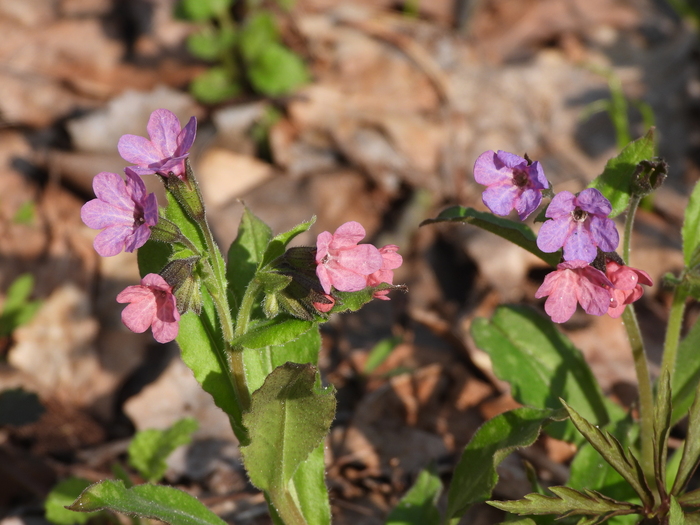   (Pulmonaria obscura).   ..