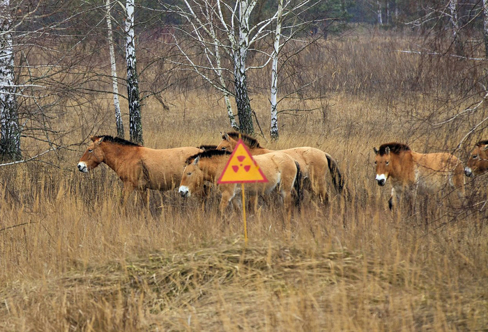 Дикие лошади Пржевальского в зоне отчуждения.