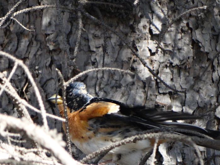 Красавец 🐦