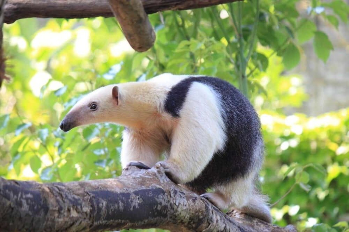   (Tamandua tetradactyla)