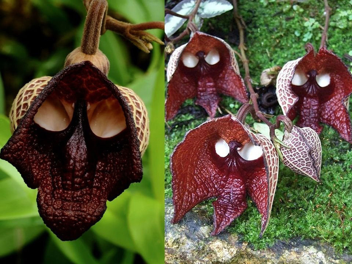 Кирказон сальвадорский (Aristolochia).
