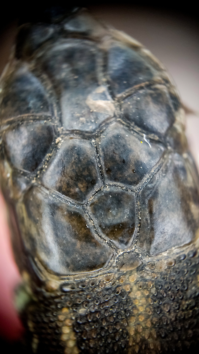 Щитки на голове