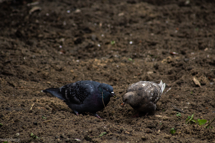 Тут зарыто? Да тут, копай уже