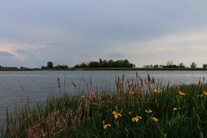 Ирисы цветут