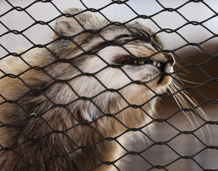 Таши трёт щеки о забор.